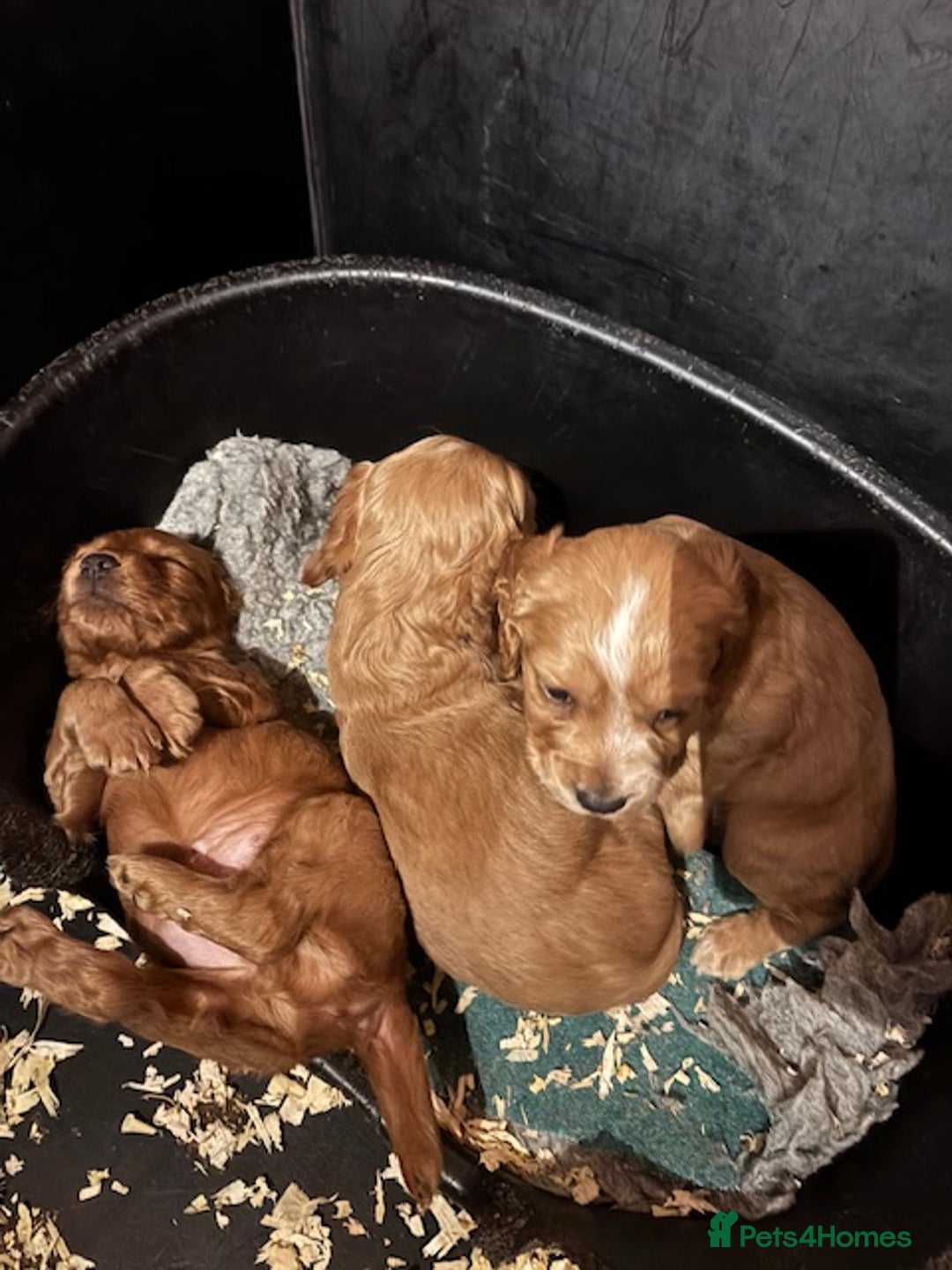 Cocker Spaniel dogs for sale: Adorable Cocker Spaniel Pups - Advert 3