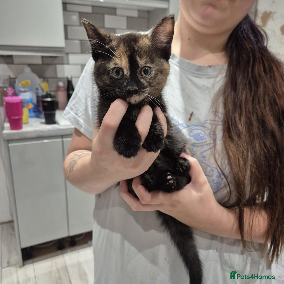 Domestic Shorthair cats for sale: 3 beautiful female kittens  - Image 4