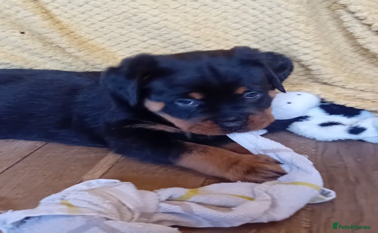 Rottweiler dogs - Advert 3
