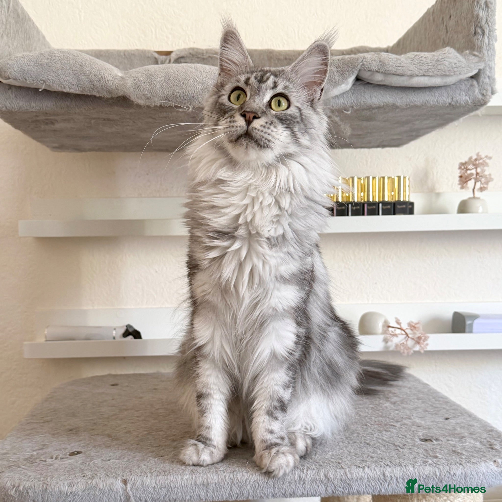 Maine Coon cats Retired Queen - Advert 1