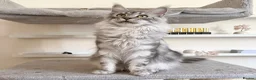 Maine Coon cats for sale: TICA Registered - Affectionate, Gentle, Loving - Advert 1