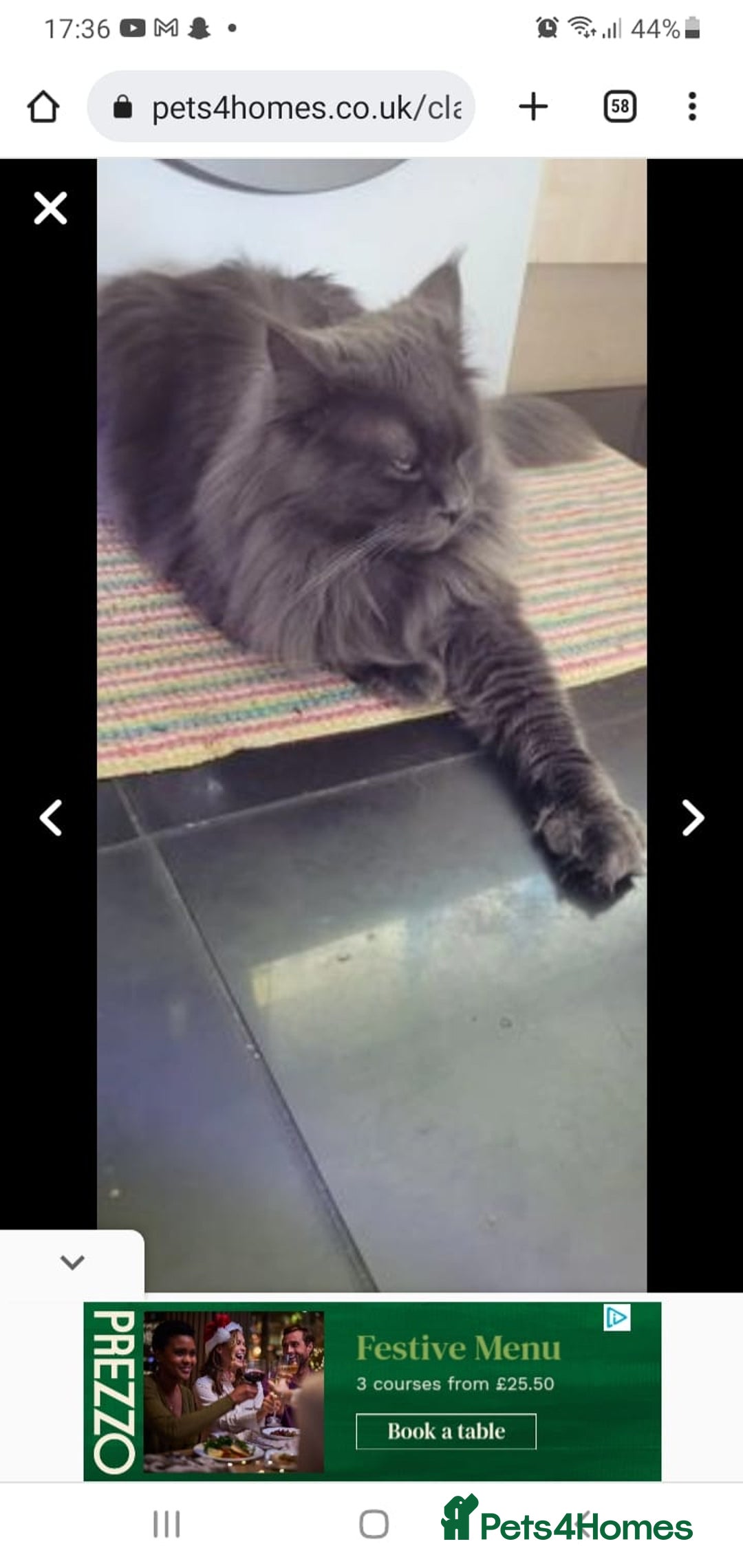 Maine Coon cats for sale: Maine Coon boy  - Advert 5
