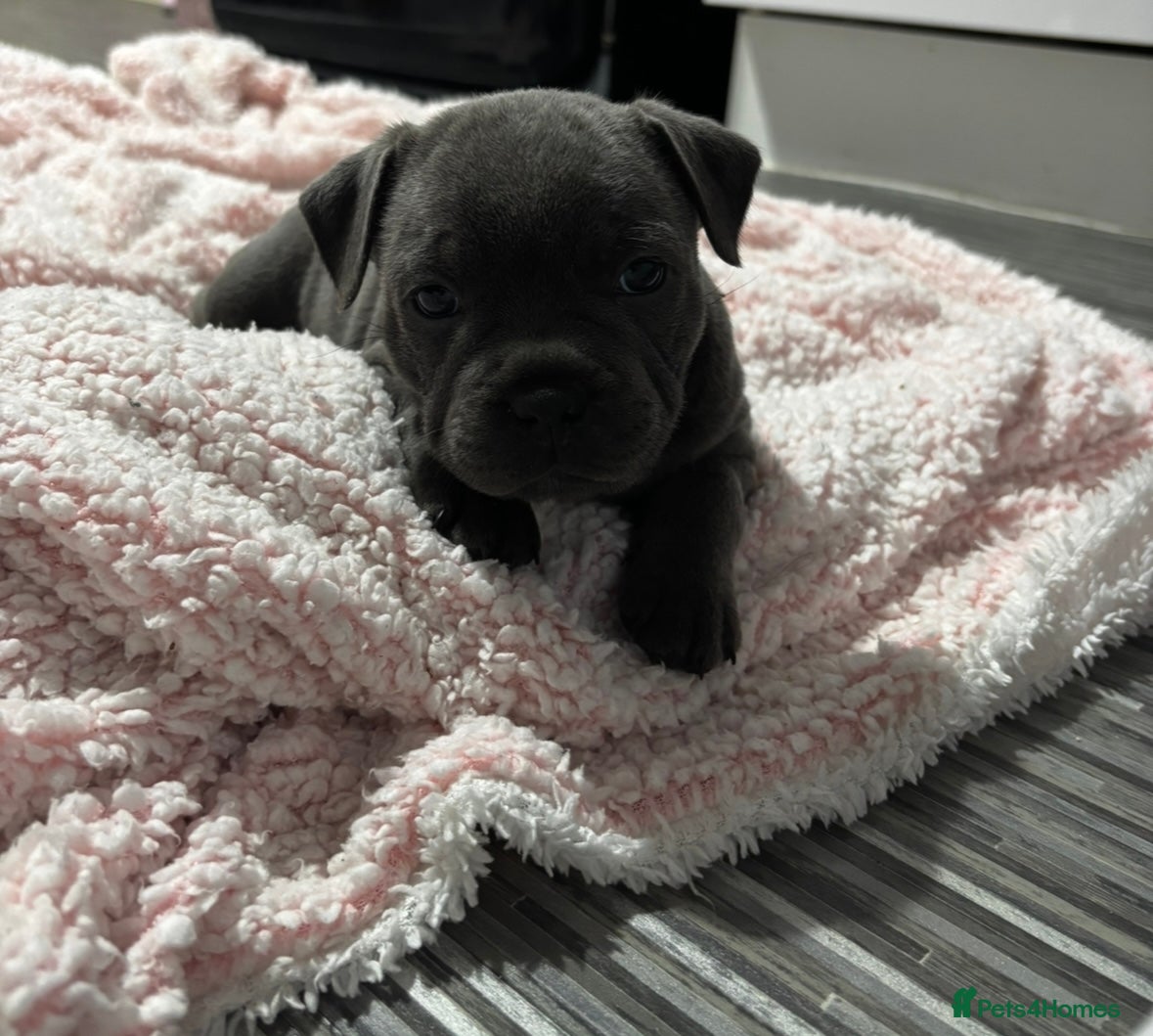 Staffordshire Bull Terrier dogs BLUE STAFFORDSHIRE BULL TERRIER PUPS - Advert 2