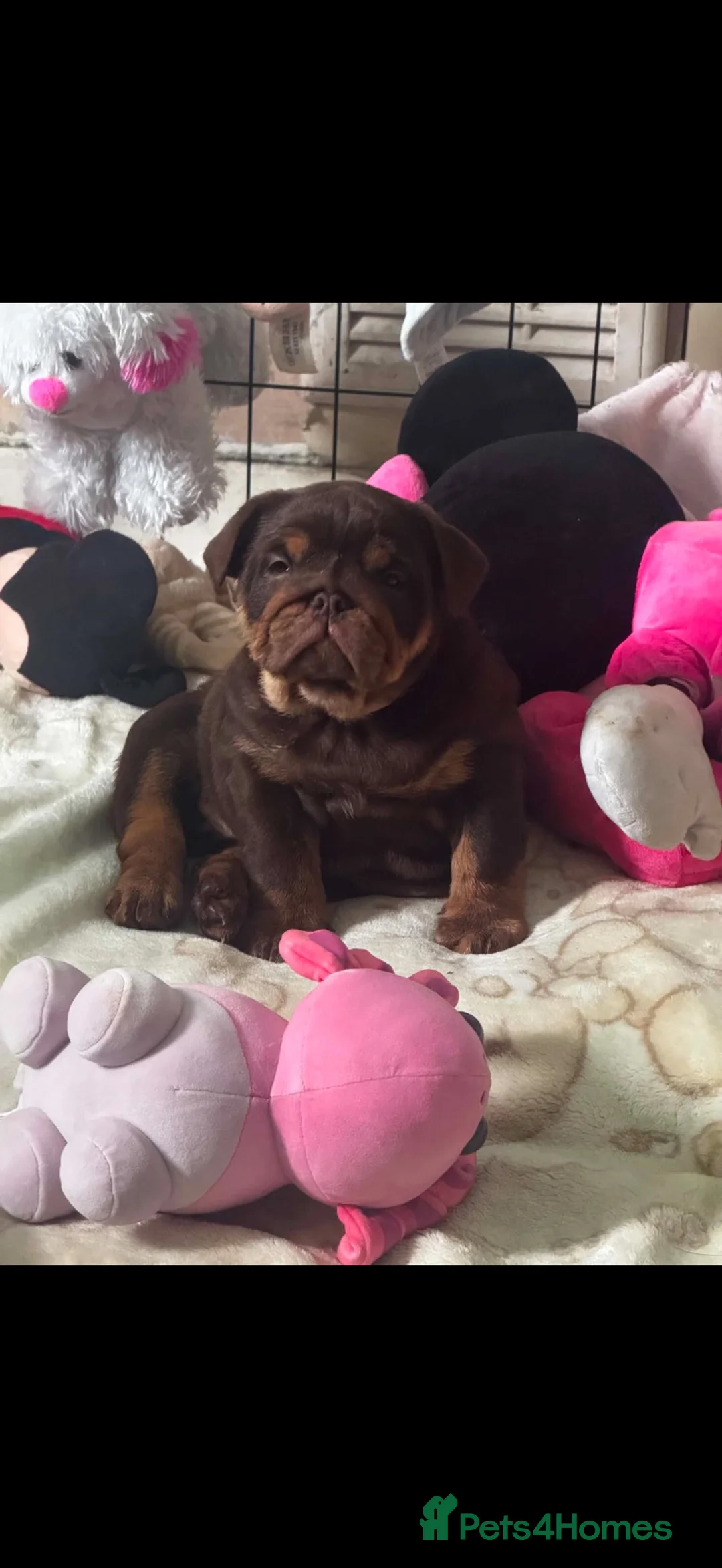 English Bulldog dogs for sale: Gorgeous chocolate & tan female puppy for sale  - Advert 2