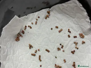 Mixed Breed invertebrates Madagascan bullseye eggs - Advert 1