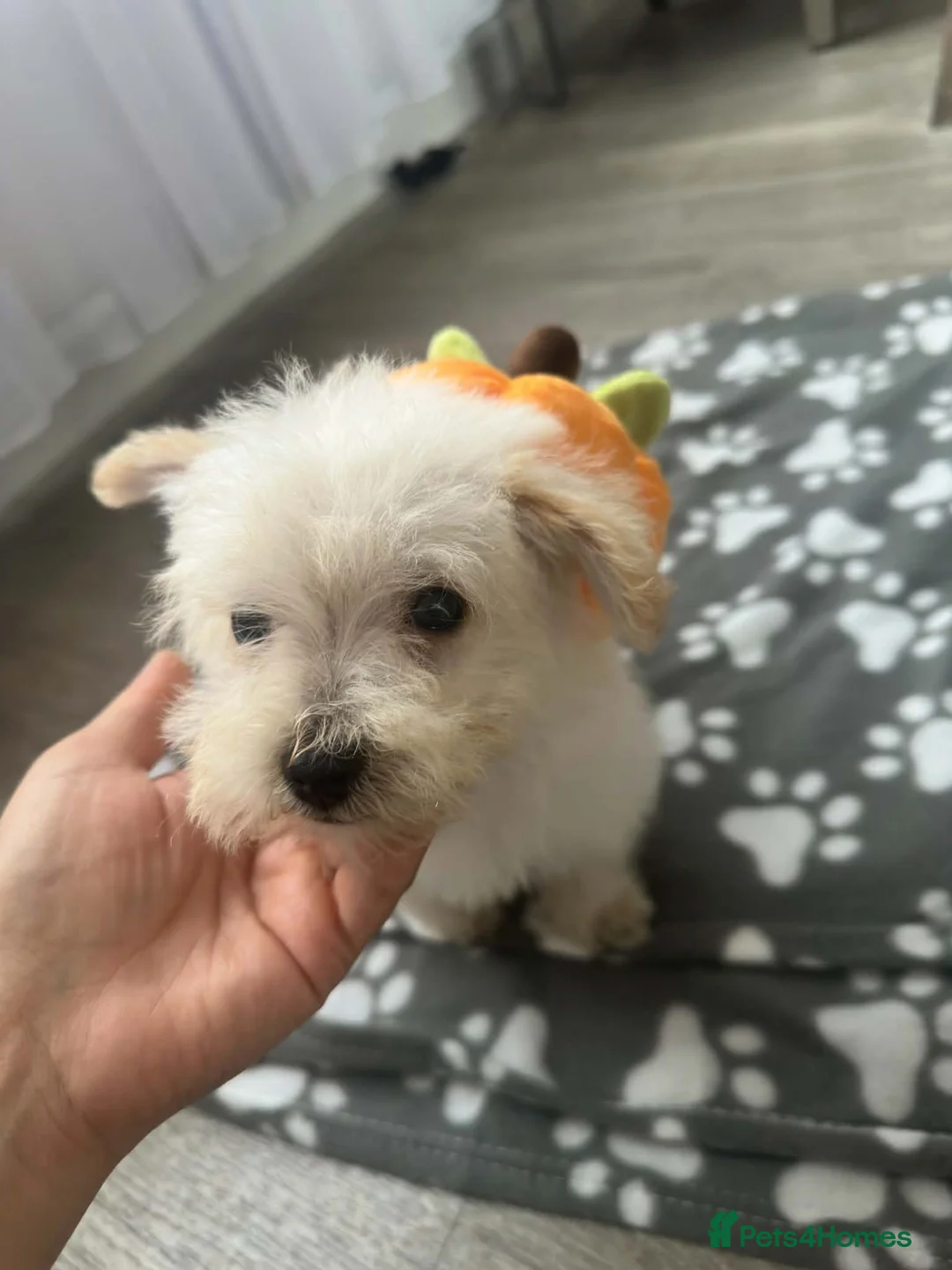 Westiepoo dogs for sale: Westiepoo Boy in Bolton - Advert 2