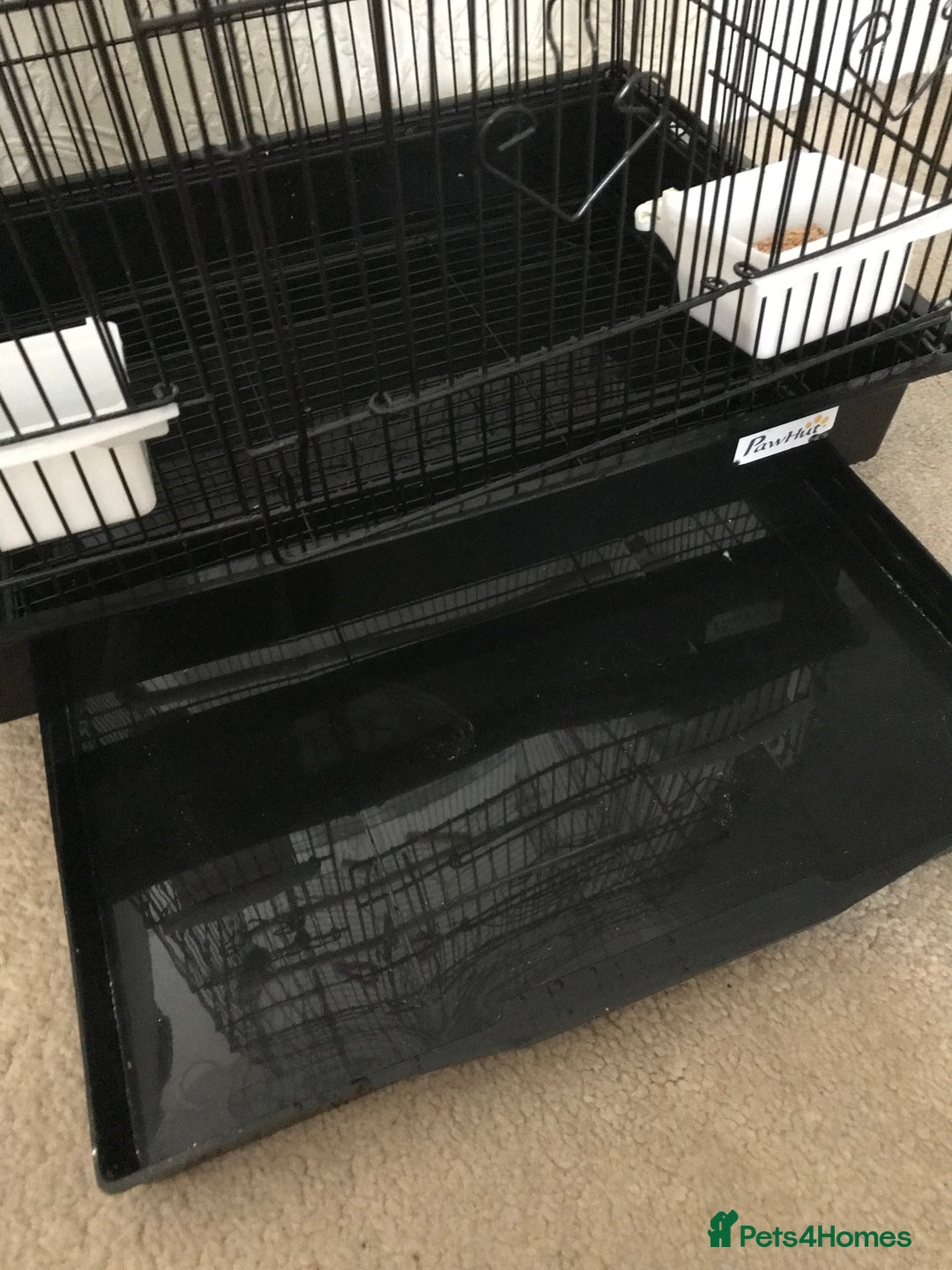 Budgerigars birds for sale: 2 budgies and cage - Image 6