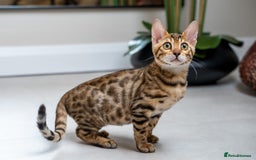 Bengal cats for sale: Stunning Bengal Girl- Top TICA pedigree- Ready NOW - Advert 1