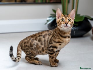 Bengal cats Stunning Bengal Girl- Top TICA pedigree- Ready NOW - Advert 1