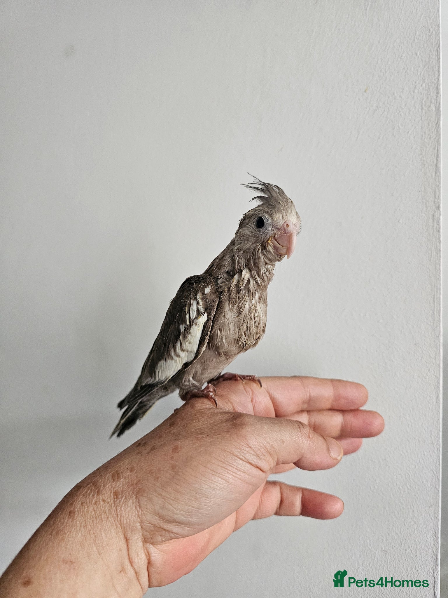 Mixed Breed birds Hand reard baby's  - Advert 2
