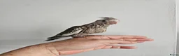Mixed Breed birds for sale: Hand reard baby's  in Darlington - Advert 3