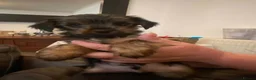 Yorkshire Terrier dogs for sale: yorkshire terrier puppies  - Advert 13