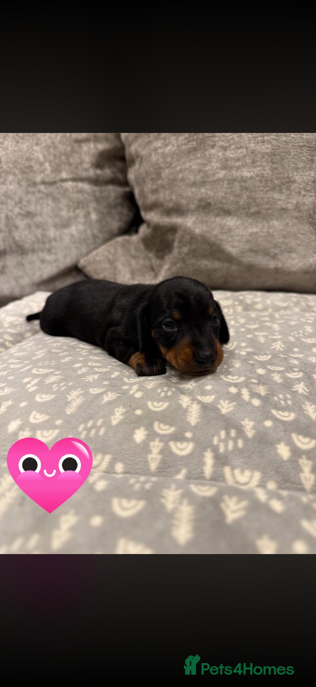 Miniature Dachshund dogs for sale: Venus Rocket and Comet 3 piebald dachshunds  - Advert 3