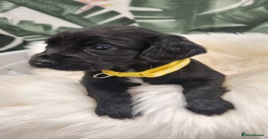Cocker Spaniel dogs - Advert 13