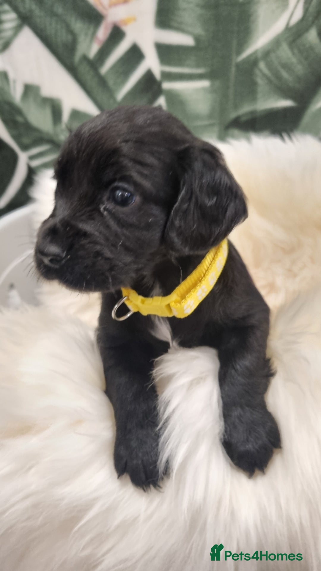 Cocker Spaniel dogs for sale: Beautiful Working Cocker Spaniel Puppies - Image 2