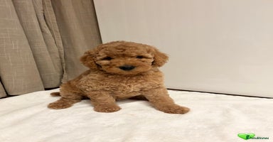 Australian Labradoodle dogs - Advert 8