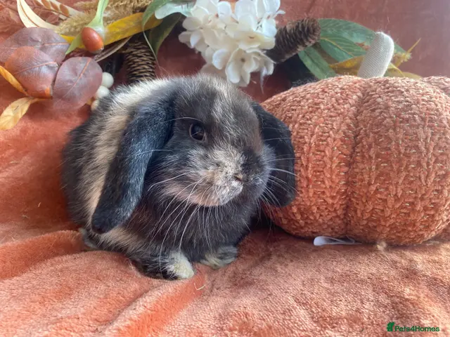 Mini Lop rabbits Mini lops - Advert 9