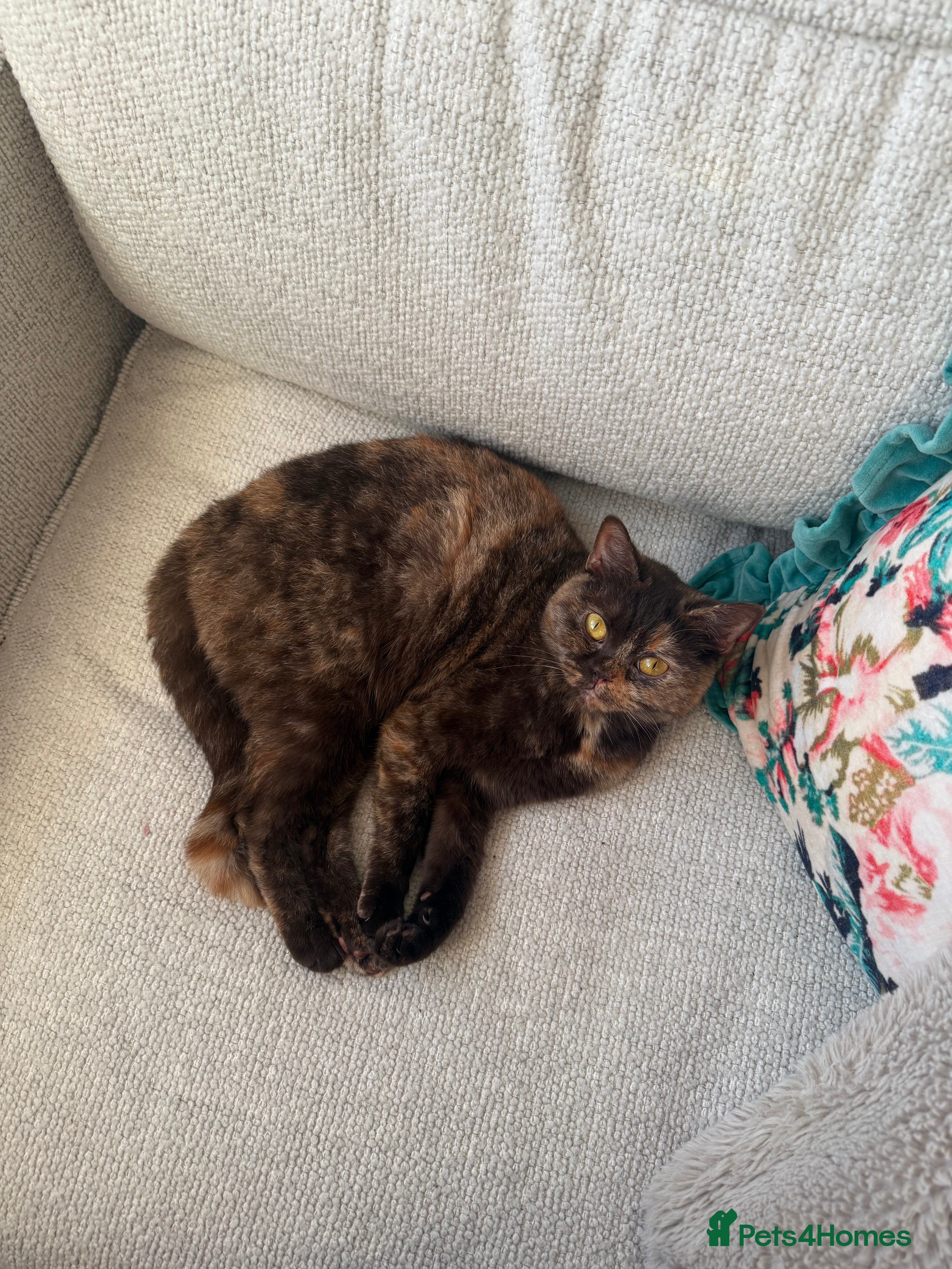 British Shorthair cats Beautiful chocolate tortie British shorthair girl  - Advert 1