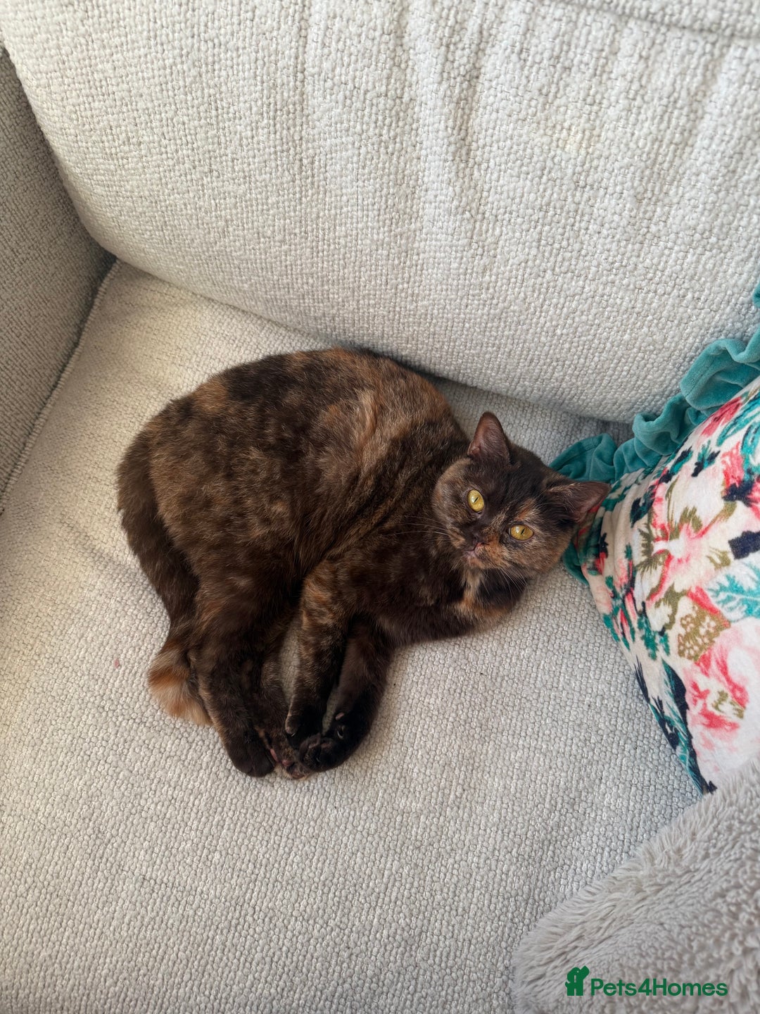 British Shorthair cats for sale: Beautiful chocolate tortie British shorthair girl  - Advert 1