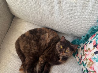 British Shorthair cats Beautiful chocolate tortie British shorthair girl - Advert 1