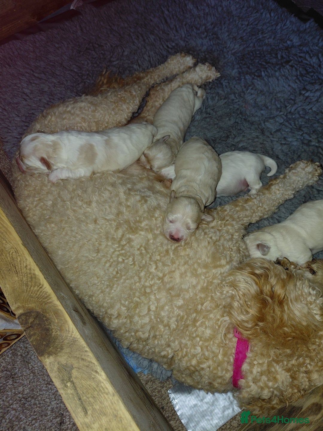 Maltipoo dogs for sale: F1 tiny adorable maltipoo  - Image 6