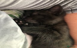 Mixed Breed cats for sale: Kittens  - Image 6