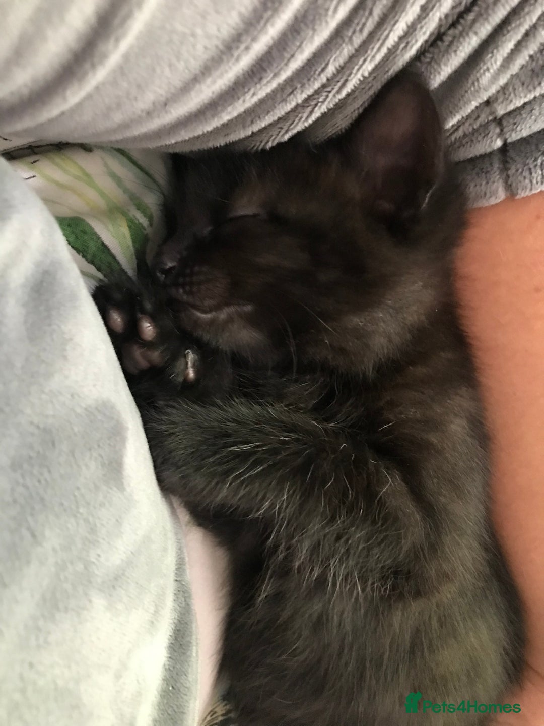 Mixed Breed cats for sale: Kittens  - Image 6