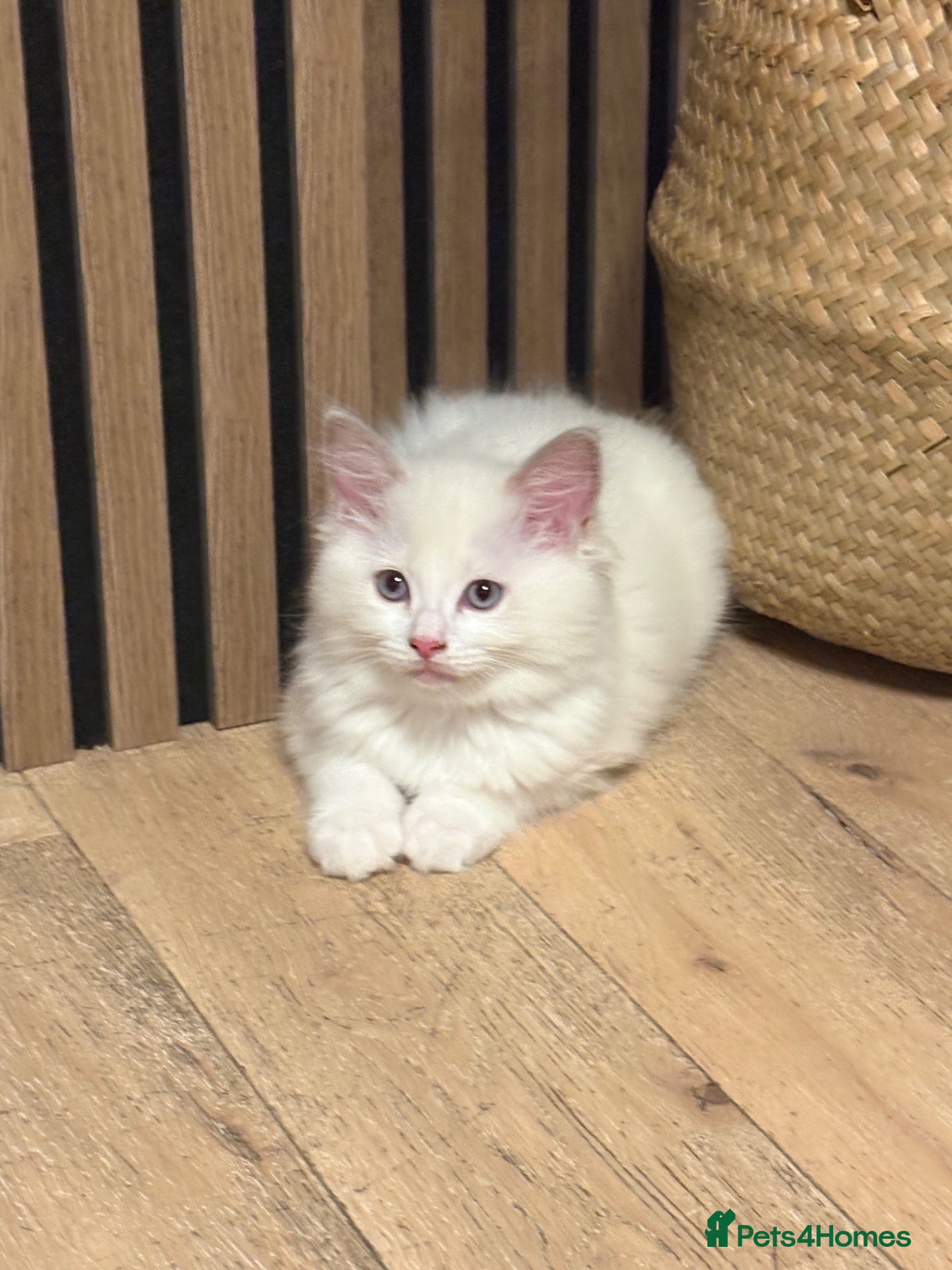 Ragdoll cats Pure ragdolls kittens  - Advert 16
