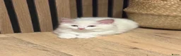 Ragdoll cats for sale: Pure ragdolls kittens  - Advert 1