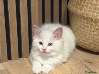 Ragdoll cats Pure ragdolls kittens - Advert 16