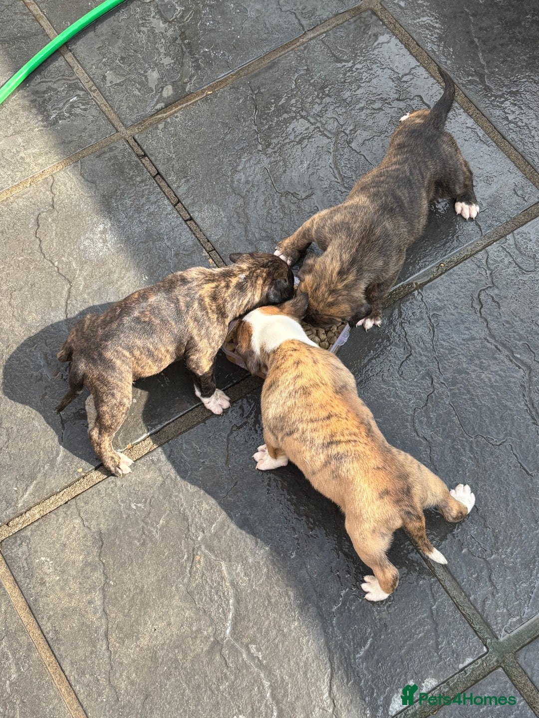 Mixed Breed dogs for sale: French mastiff x American bull dog  - Image 4