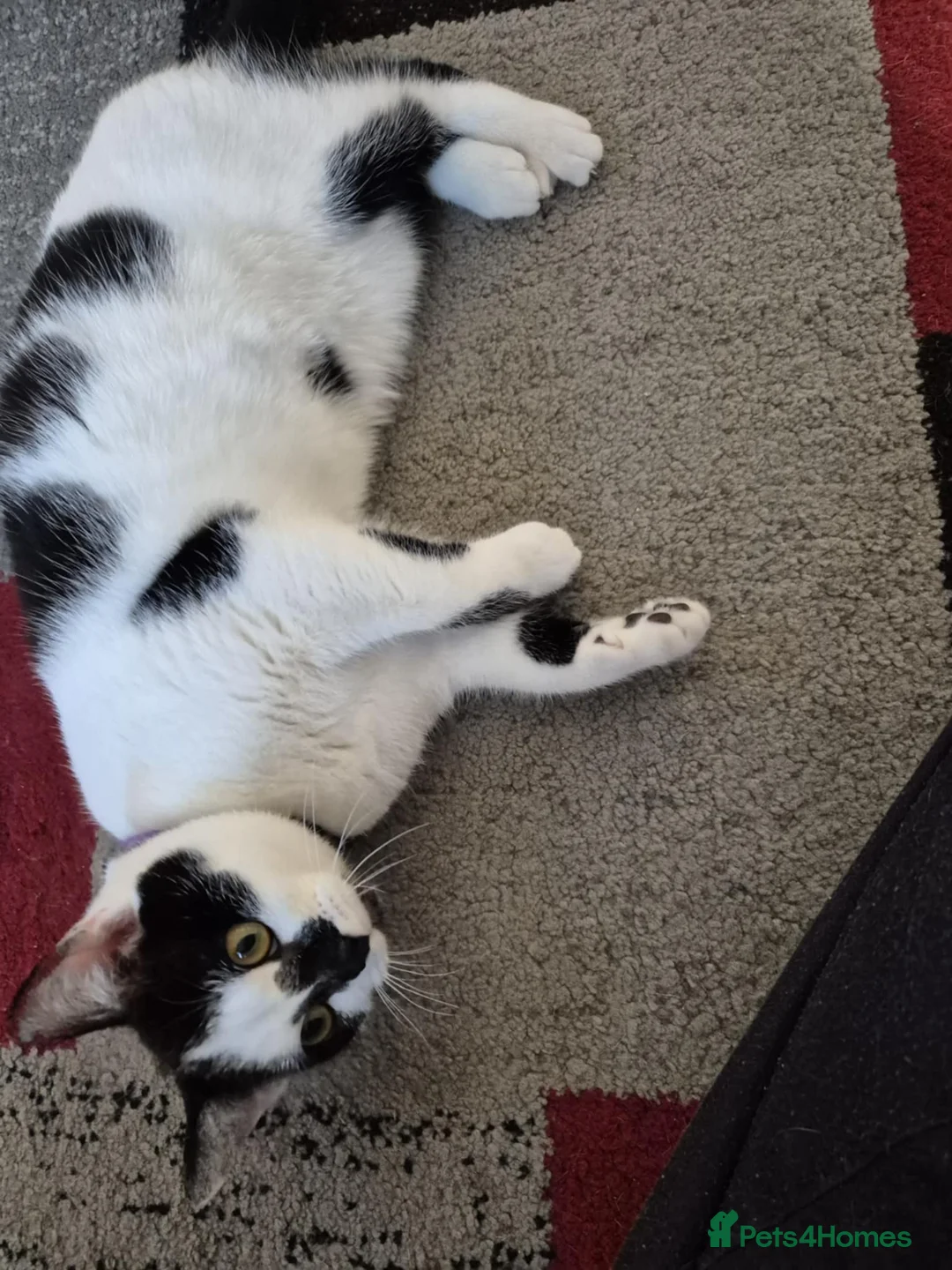 Mixed Breed cats for sale: Sweet pea is looking for a new home!  - Advert 3