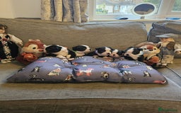 Boston Terrier dogs for sale: Boston Terrier 5* puppies - Image 1