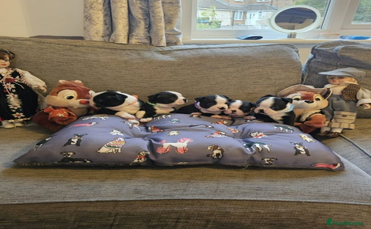 Boston Terrier dogs - Advert 11