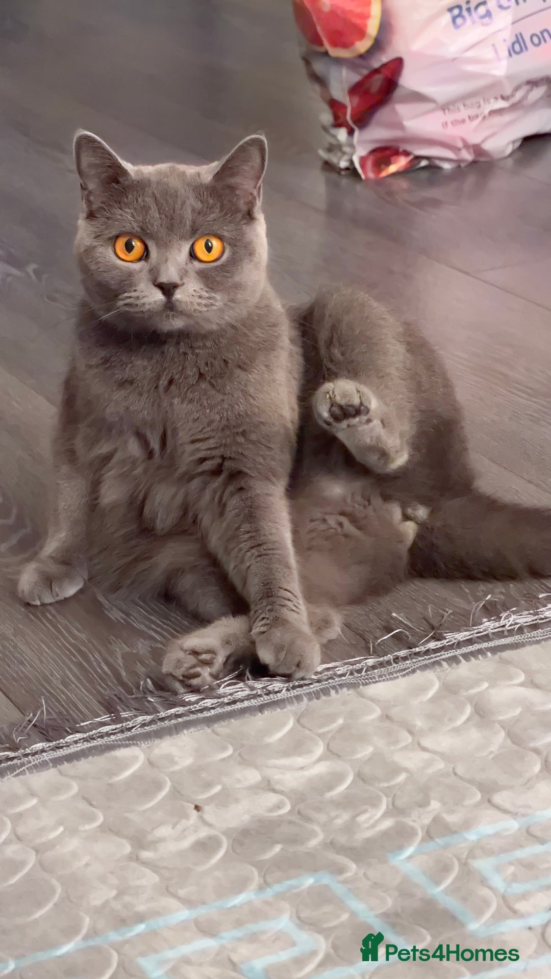 British Shorthair cats for sale: Healthy, Playful Kittens, Now Taking Reservations! - Advert 1