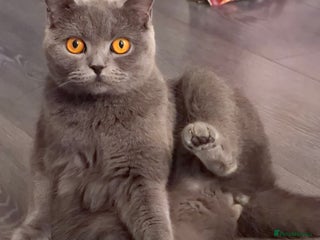 British Shorthair cats Healthy, Playful Kittens, Now Taking Reservations! - Advert 1