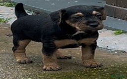 Mixed Breed dogs for sale: Lakeland x Russell puppies - Image 12