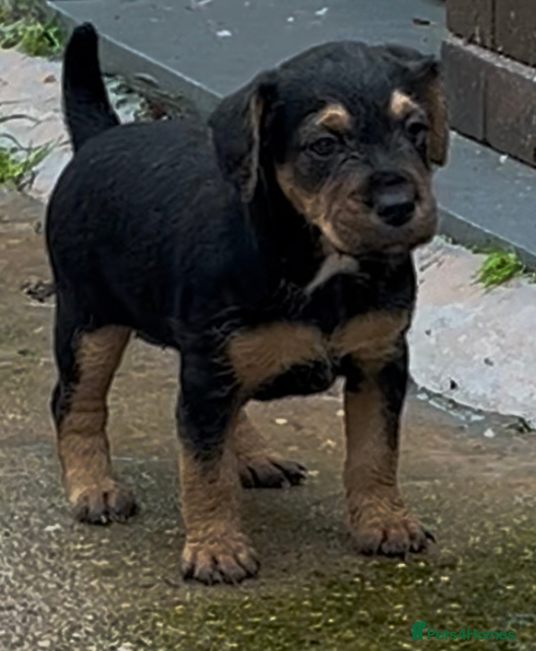 Mixed Breed dogs for sale: Lakeland x Russell puppies - Image 12