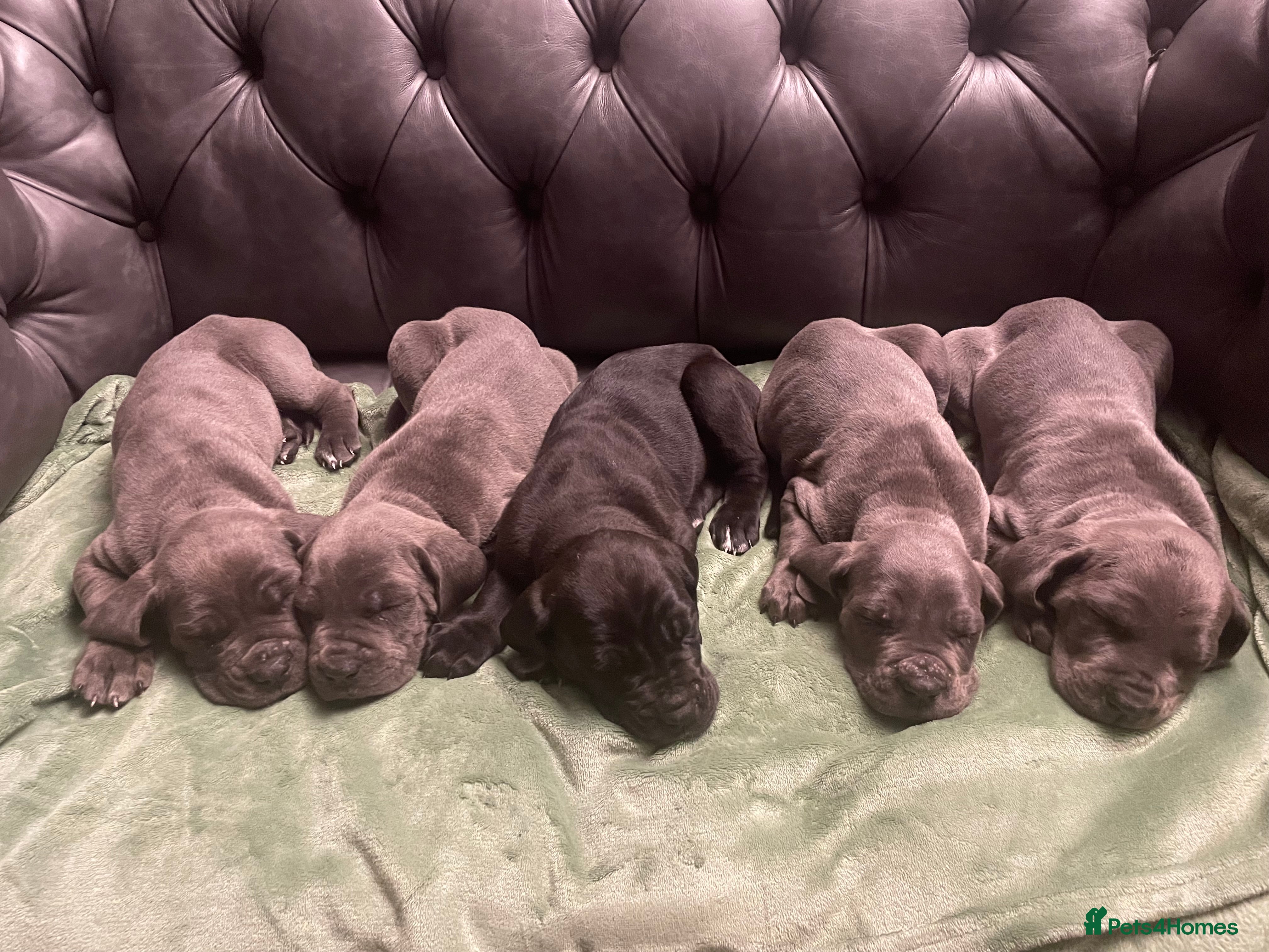 Mixed Breed dogs STUNNING MASTIFF/GREAT DANE PUPPIES - Advert 5