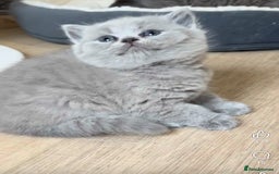 British Shorthair cats for sale: British shorthair kittens London(1 girl only) - Image 3