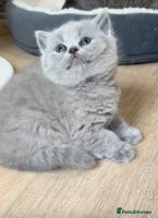 British Shorthair cats - Advert 15