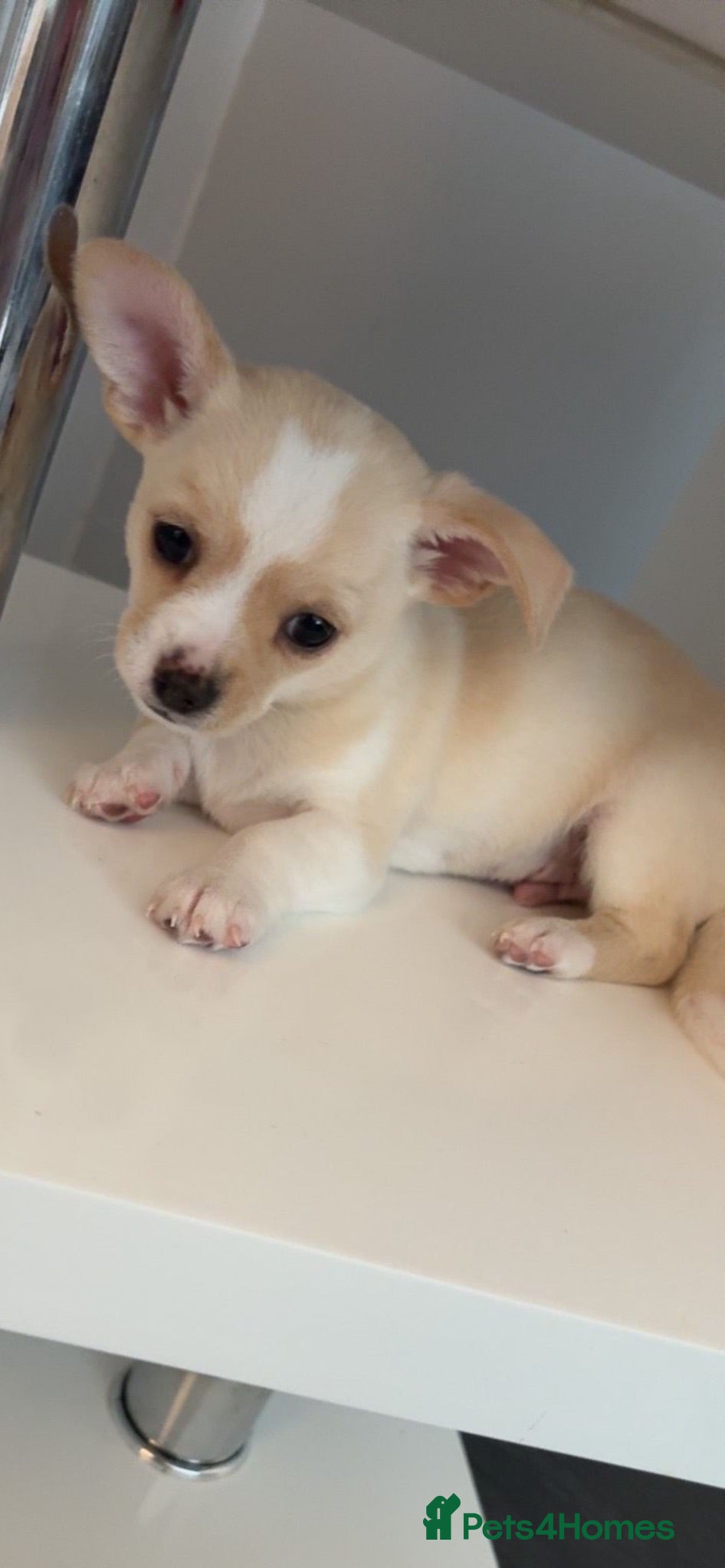 Chihuahua dogs Beautiful chihuahua babies - Advert 2