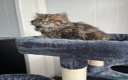 Turkish Angora cats for sale: Stunning Turkish Angora x Persian kittens  - Image 6