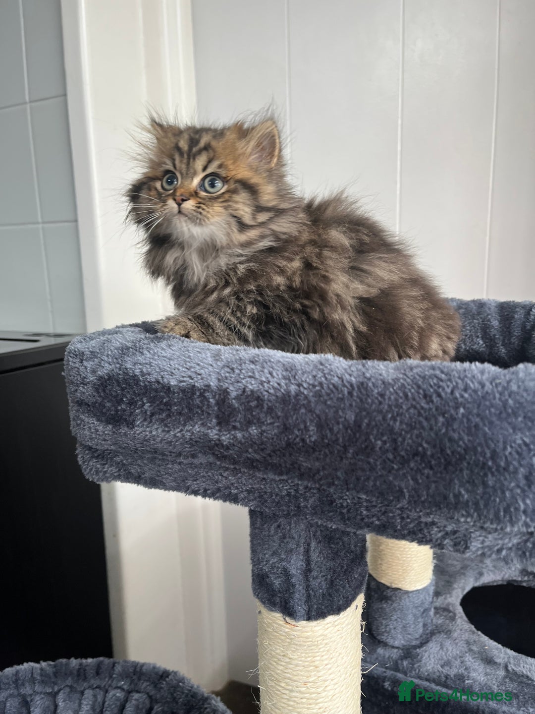 Turkish Angora cats for sale: Stunning Turkish Angora x Persian kittens  - Image 6