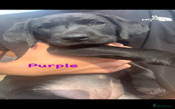 Labrador Retriever dogs for sale: Labrador pups for sale - Image 19