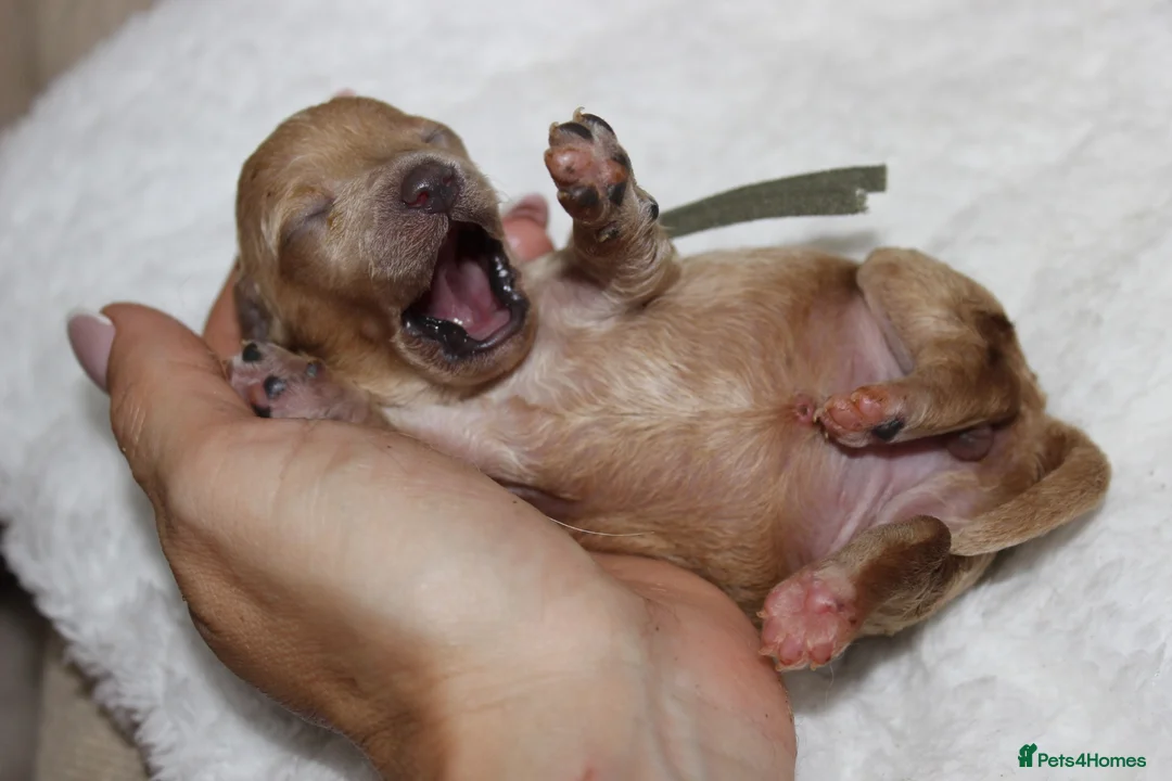 Poochon dogs for sale: F1 Poochon puppies Health Tested parents  - Advert 20