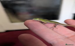Skink reptiles for sale: 0.0.3 CB Emerald Tree Skinks - Image 2