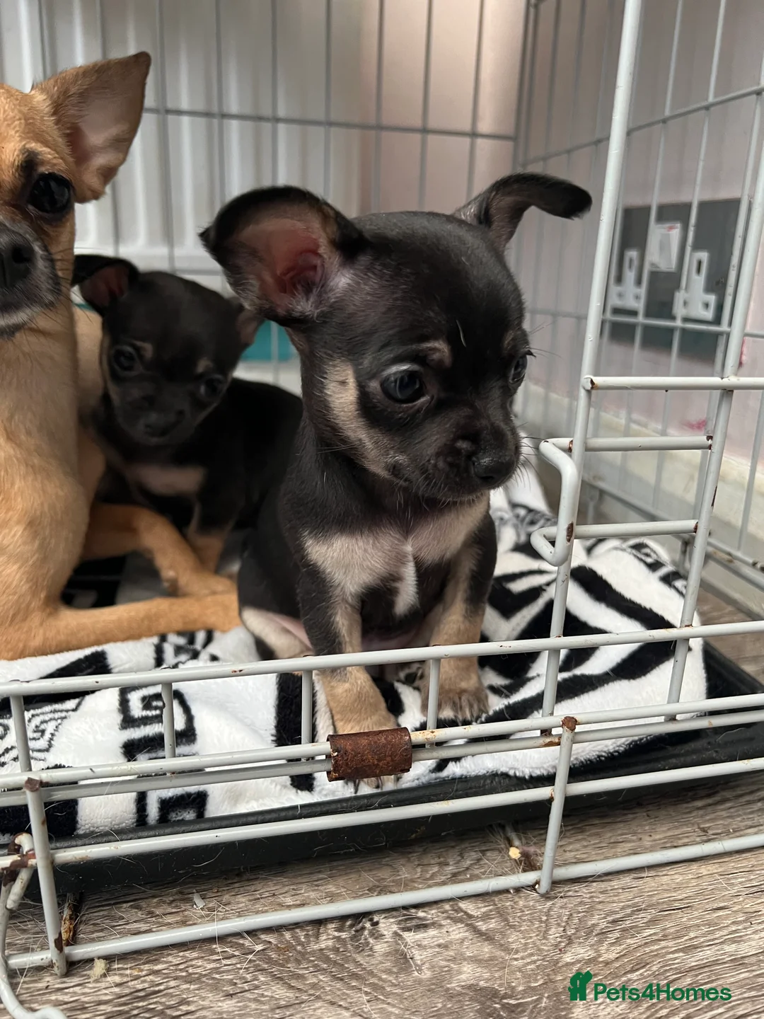 Chihuahua dogs for sale: Full breed chihuahua lovely puppies  - Advert 15