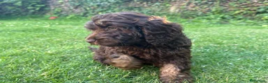 Cockapoo 1