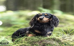 Miniature Dachshund dogs for sale: Handsome quality long haired male available  - Image 22